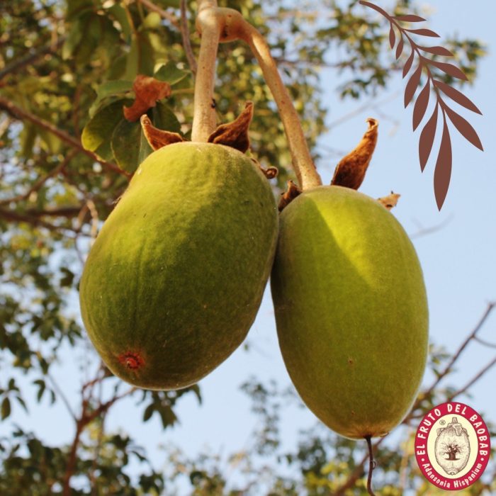 el fruto del baobab